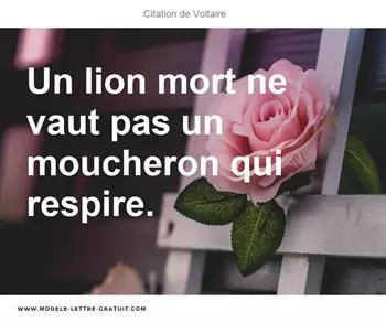 Citations Voltaire